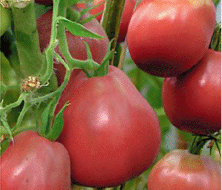 Truffe du Japon rose