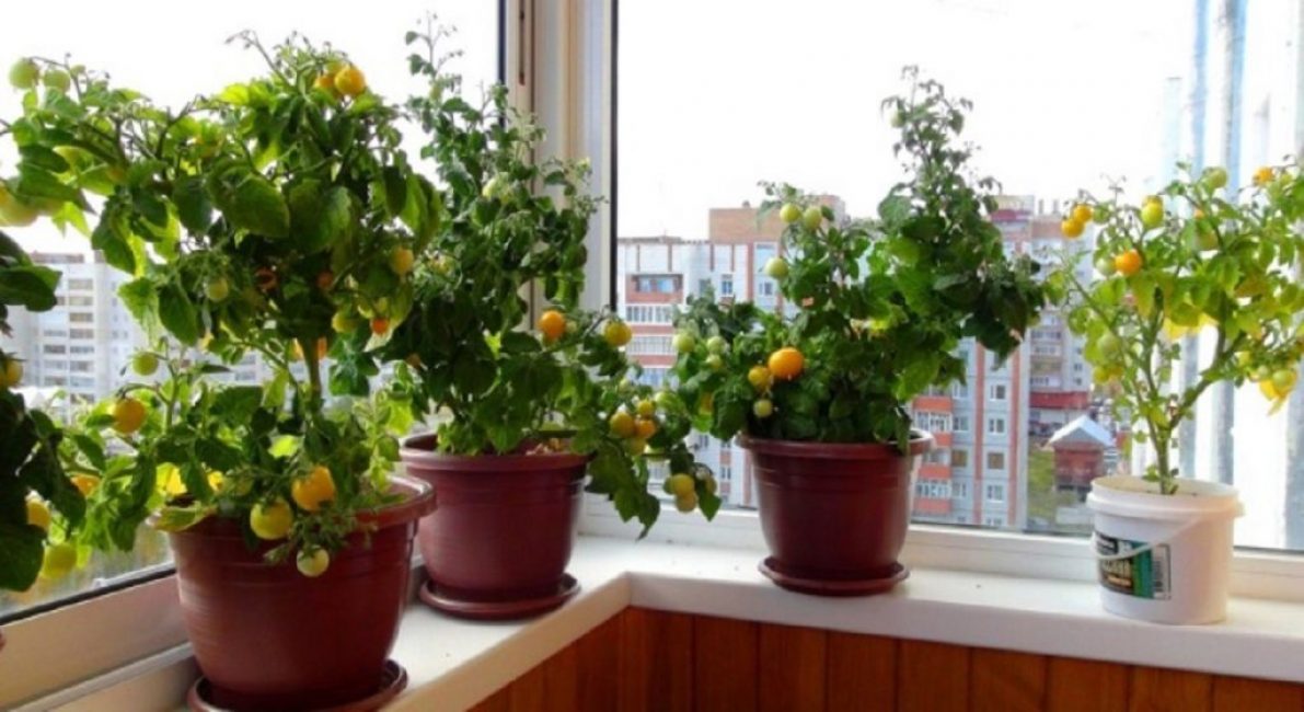 Fenêtres sud - le meilleur endroit pour des tomates ampelées dans l'appartement