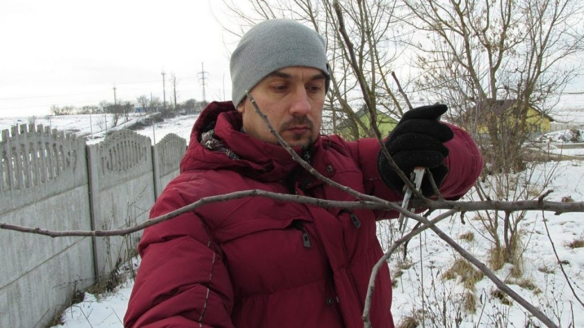 Préparation des boutures pour le greffage