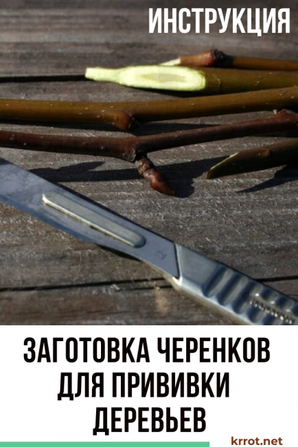 Préparation des boutures pour le greffage