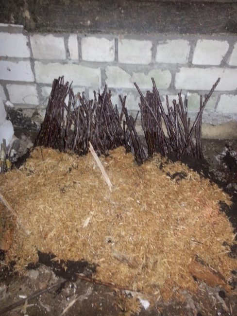 Préparation des boutures en sciure