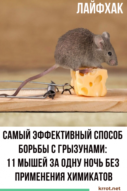 comment faire une souricière avec vos propres mains