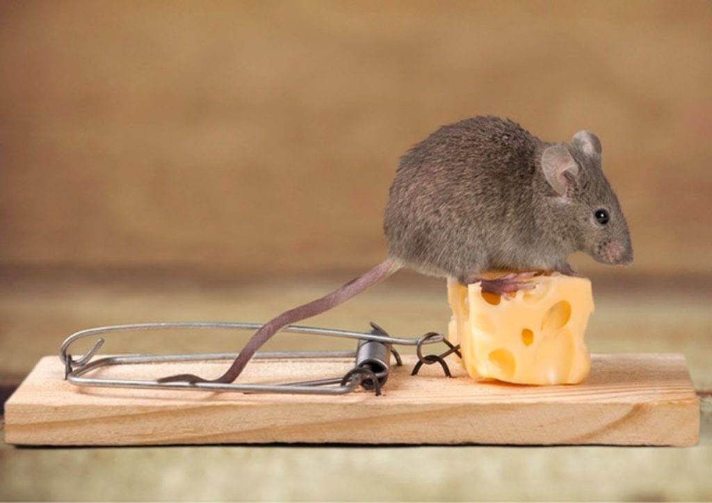 comment faire une souricière avec vos propres mains