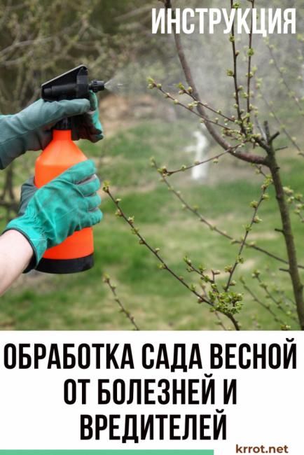 traiter le jardin au printemps contre les maladies et les ravageurs au début du printemps