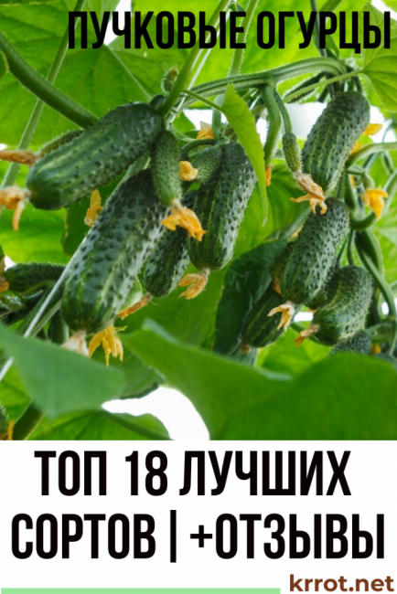 bouquet de concombres