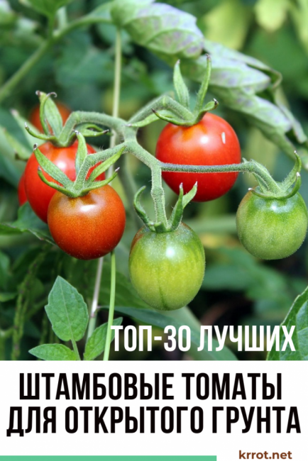 Tomates standards