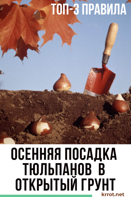 planter des tulipes en automne