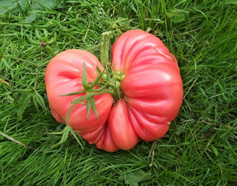 Cultivez des tomates à fruits roses, ainsi que des tomates d'autres couleurs. Ces plantes ne sont pas capricieuses et assez résistantes aux principales maladies de cette culture légumière.