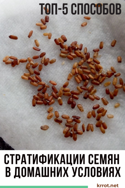 stratification des graines + à la maison