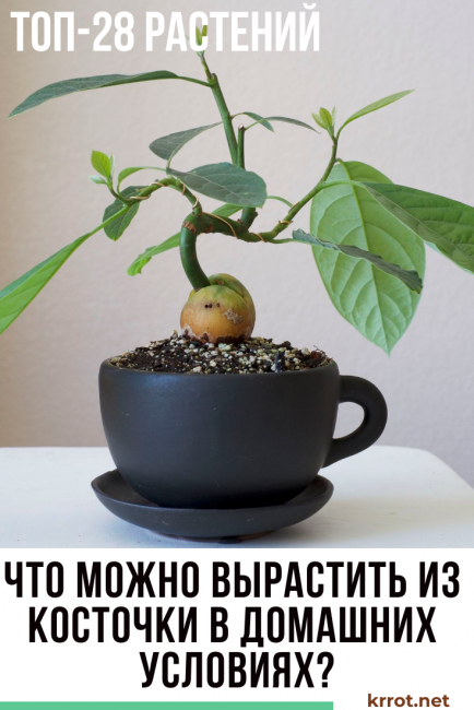 grandir à partir d'un os