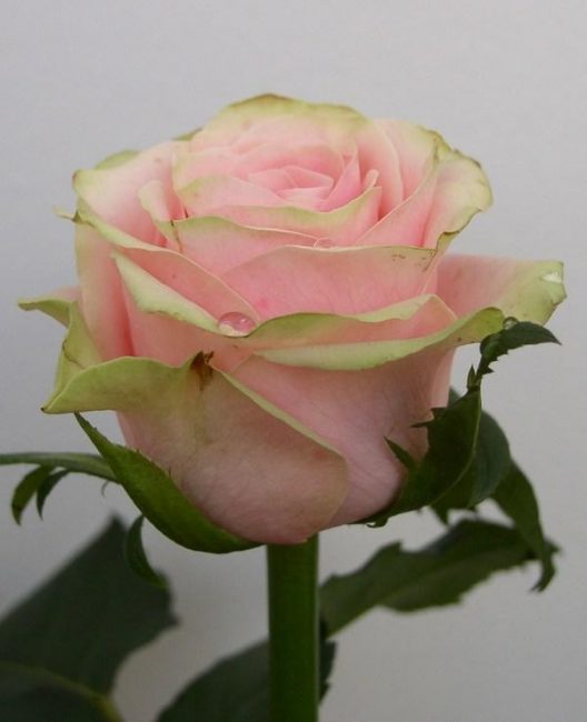 Vivaldi a son propre charme indescriptible