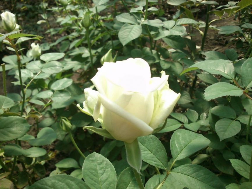 Gustomarovaya Bianca