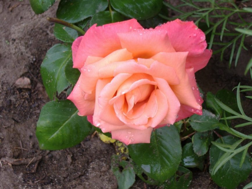 Variété de rose Christophe Colomb
