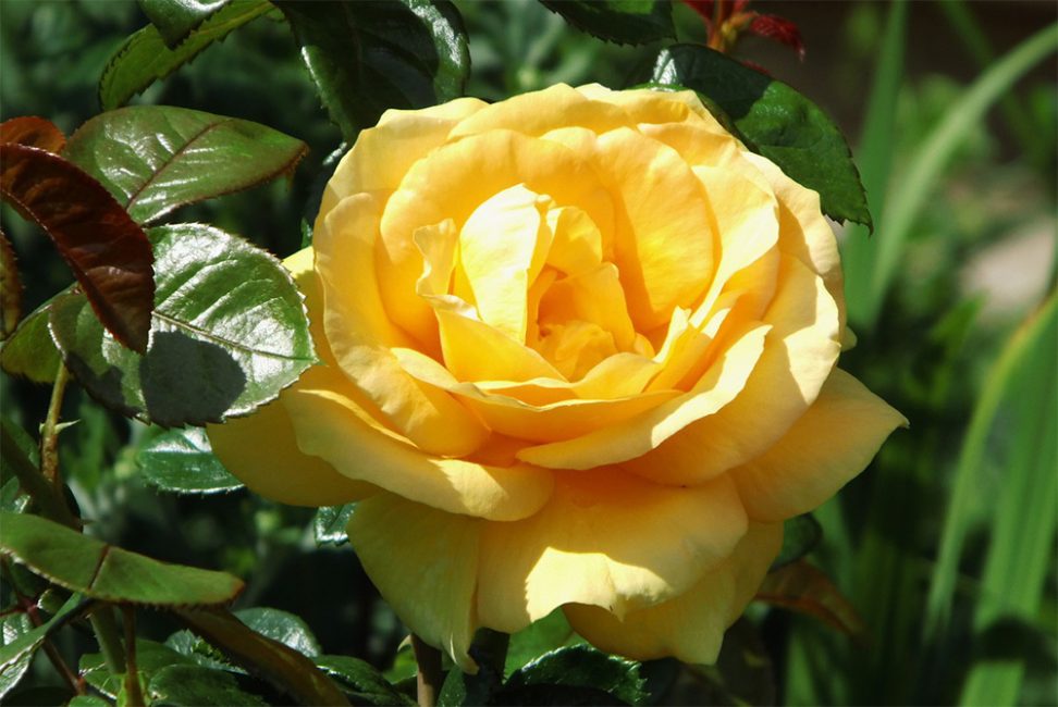 Forme de bourgeon classique