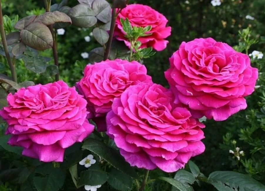 Jusqu'à 45 pétales peuvent pousser dans une fleur