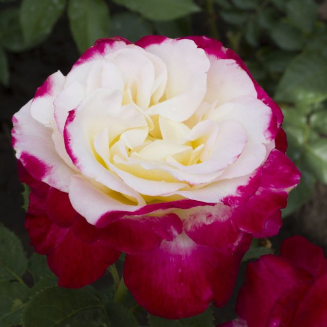 Variété hybride de transition