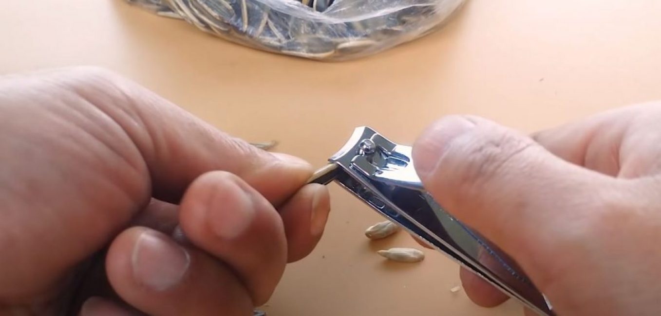 la graine craquera facilement