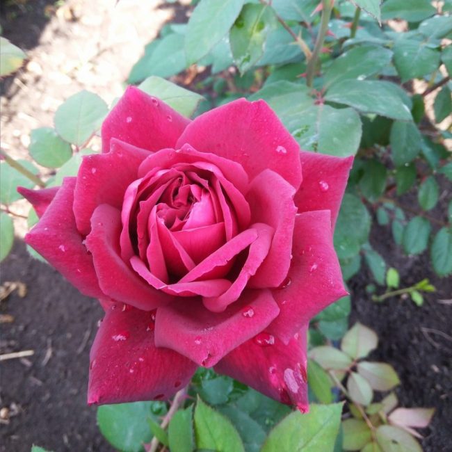 Variété Monsieur Lincoln