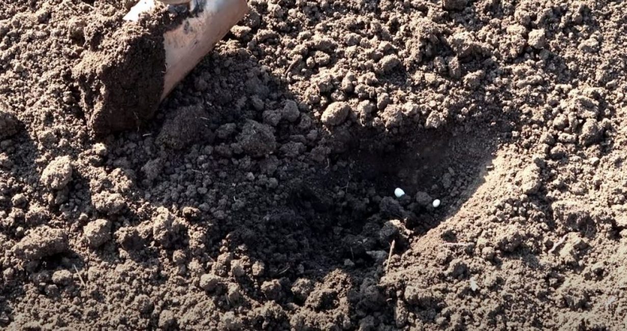 Et planter des graines est facile à réaliser en trois mouvements faciles.