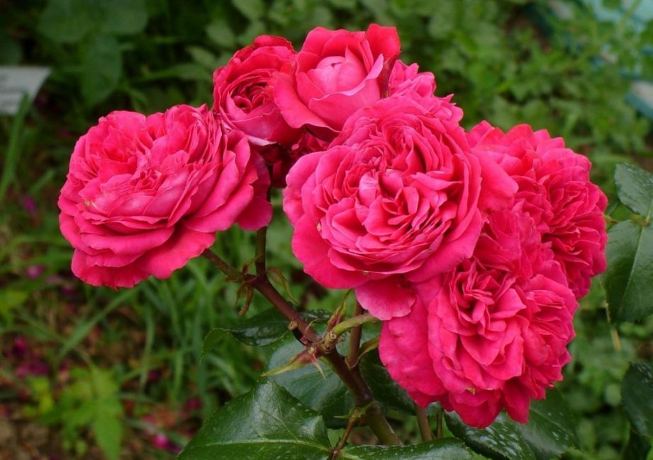 roses de thé hybrides