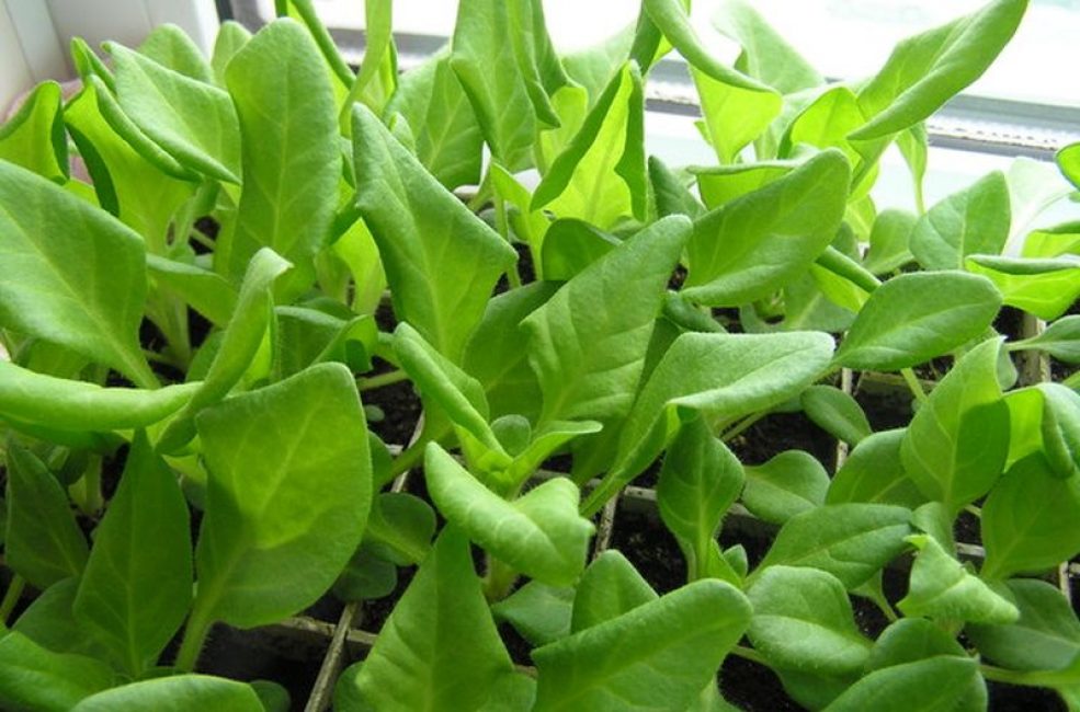 Pourquoi les feuilles de pétunia s'enroulent-elles?