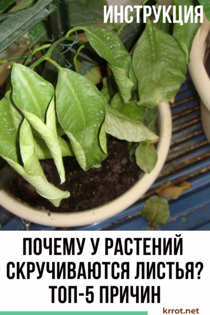 Pourquoi les plantes recourbent-elles leurs feuilles ?