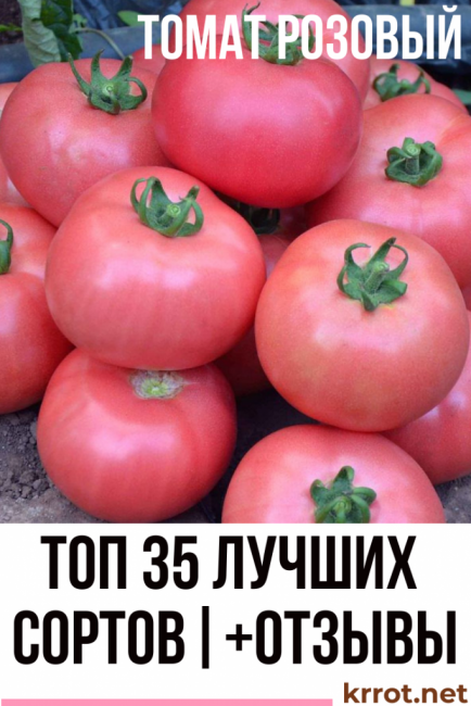 Les meilleures variétés de tomates roses