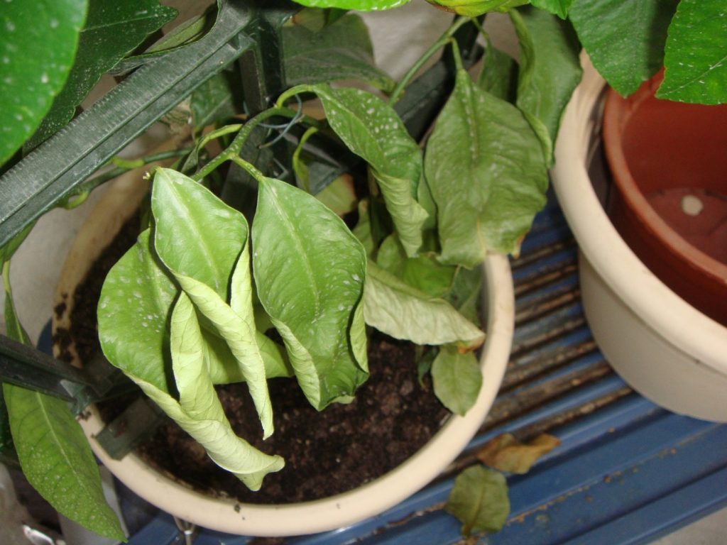 pourquoi les feuilles des fleurs s'enroulent-elles