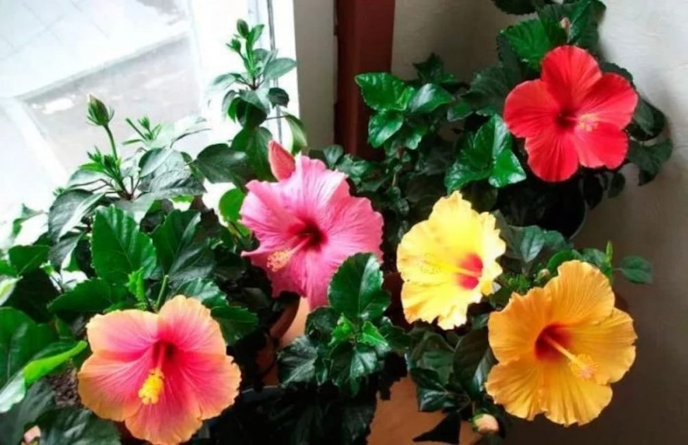 Rose de Chine dans la famille Malvov : mythe ou réalité ?