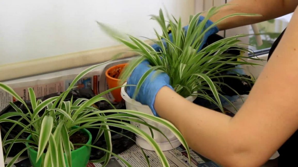 Le transbordement vers des terres fraîches est effectué avec soin, en éliminant les feuilles sèches et les racines pourries.