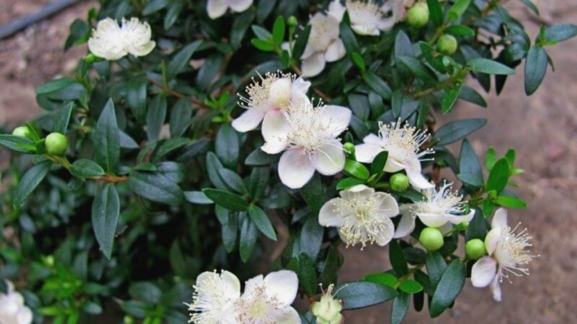 Sur la base du myrte ordinaire, un certain nombre de variétés d'intérieur ont été créées