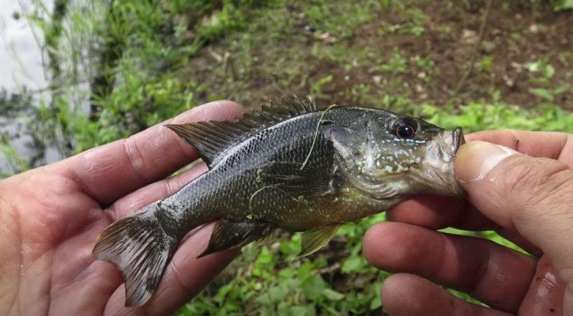 Maintenant il ne reste plus qu'à attendre la prise