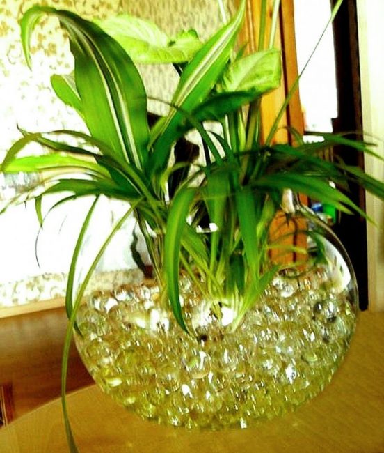 Une des méthodes modernes de culture de plantes d'intérieur