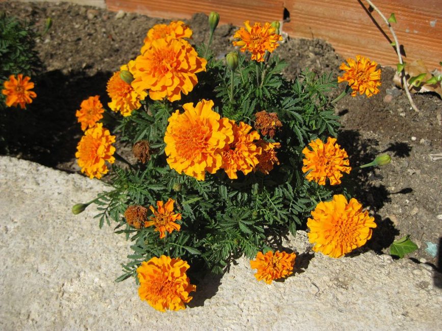 Soucis - le meilleur répulsif de nombreux parasites