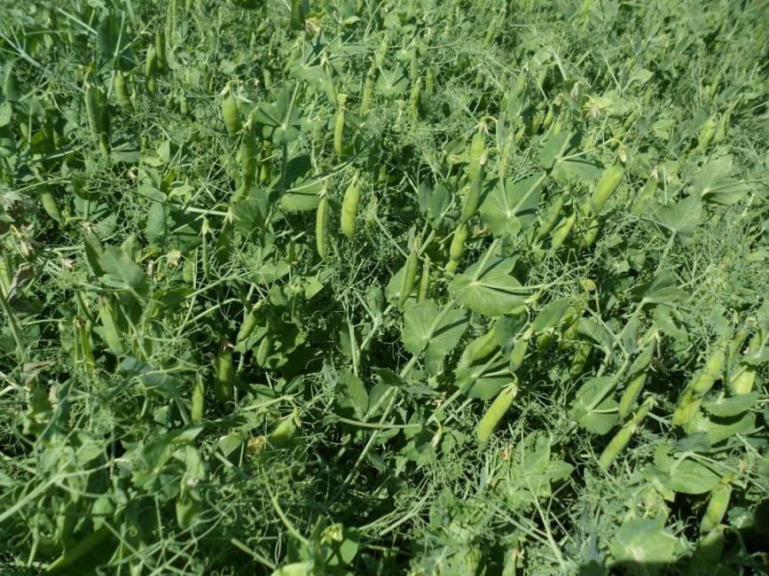 Les légumineuses peuvent attirer les nuisibles