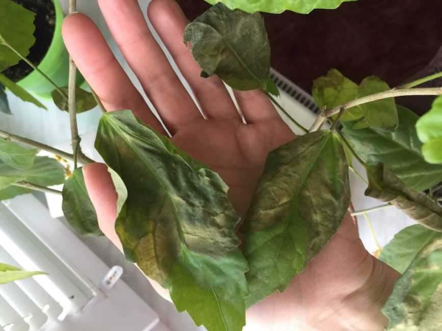 L'apparition de taches jaunes sur les feuilles indique un climat sec, un arrosage insuffisant ou un excès de lumière.