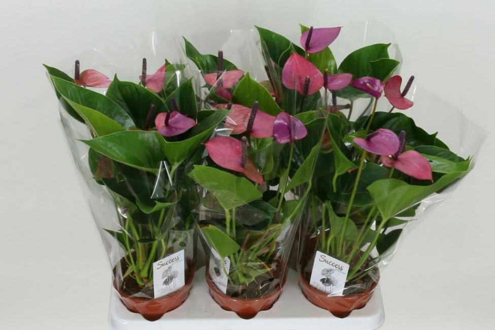 Par multiplication végétative, on obtient plusieurs copies de jeunes plantes, qui sont une copie exacte de la mère