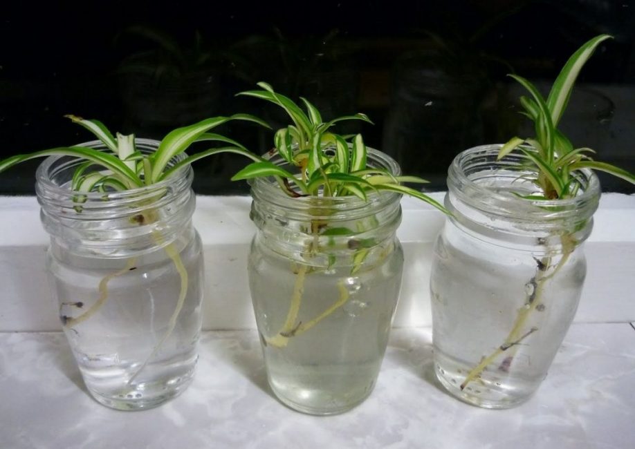 L'enracinement des bébés et des boutures est le moyen le plus simple de propager