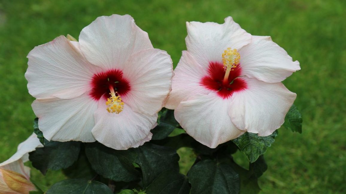 Borias hibiscus est décoré de fleurs blanches avec un centre rouge