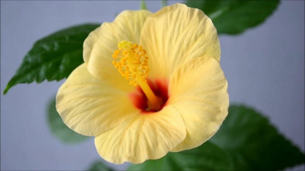 Le jaune de Kyoto comme l'un des représentants de la lignée hollandaise d'hibiscus