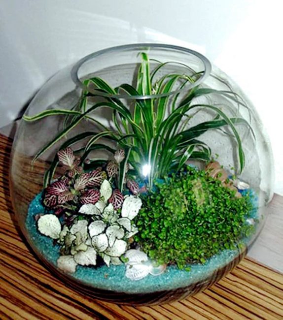 Florarium domestique avec chlorophytum, qui constitue la base de la composition