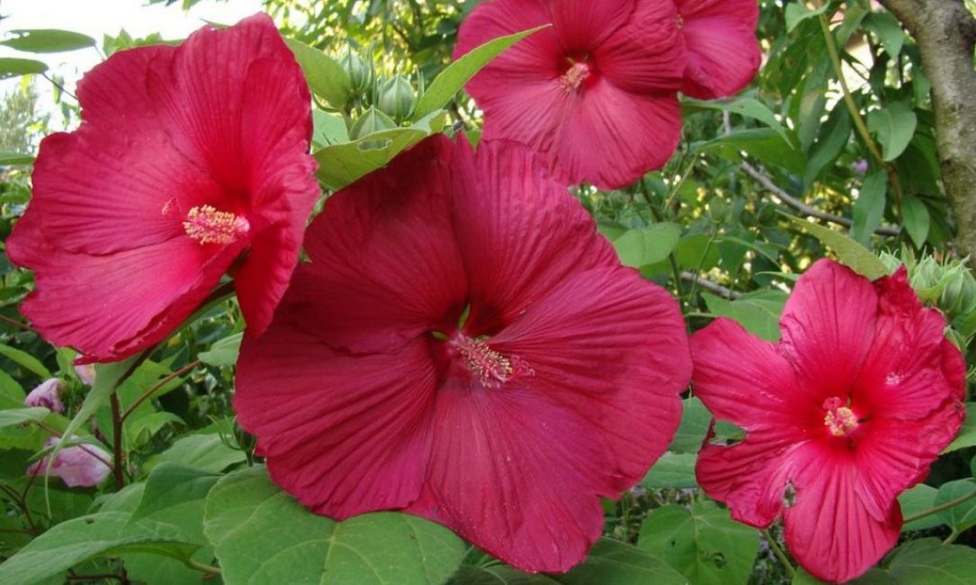 L'hibiscus des marais se caractérise par de grandes fleurs et une couleur vive de la corolle.