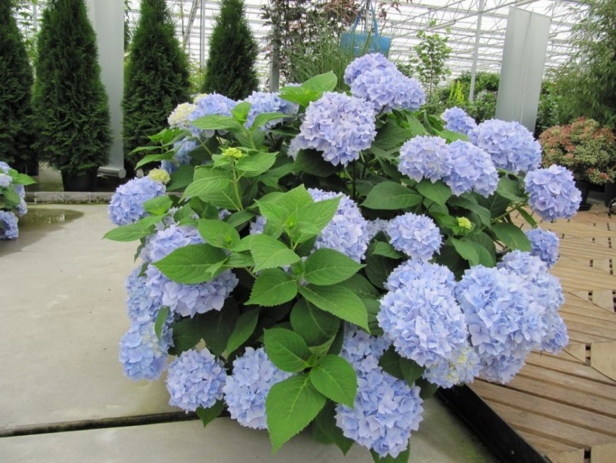 Hydrangea macrophylla