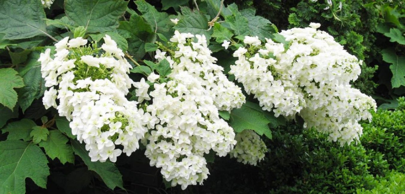 hortensia à feuilles de chêne