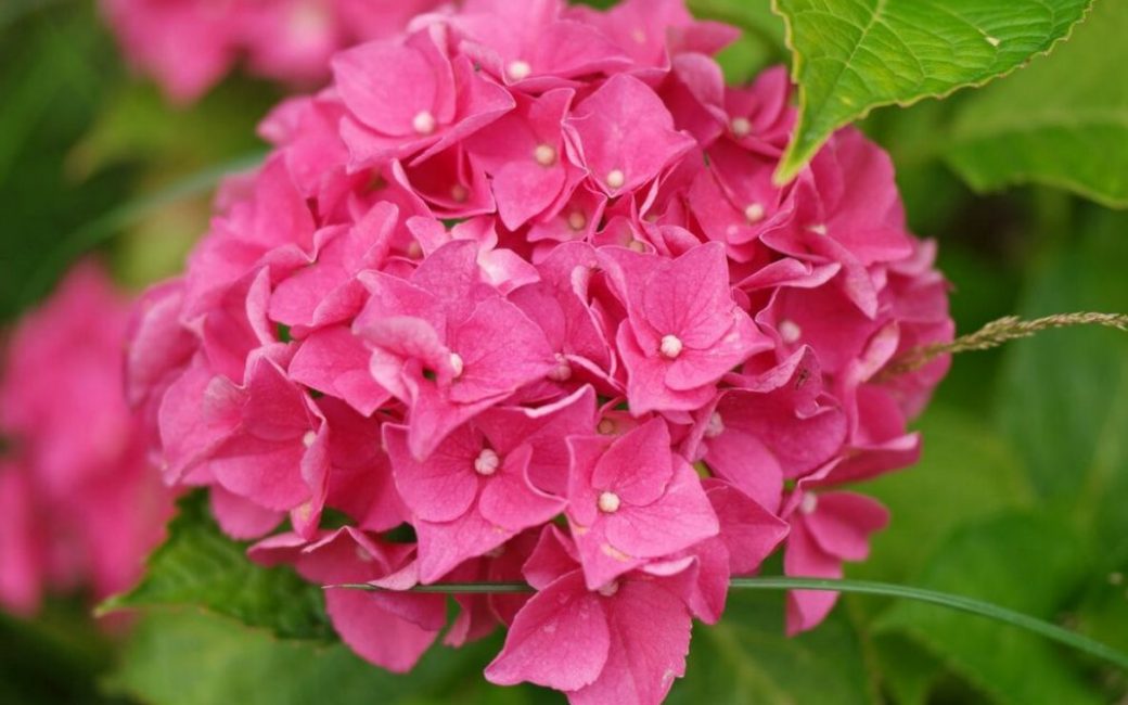 La floraison est due à des fleurs stériles incapables de produire des graines.