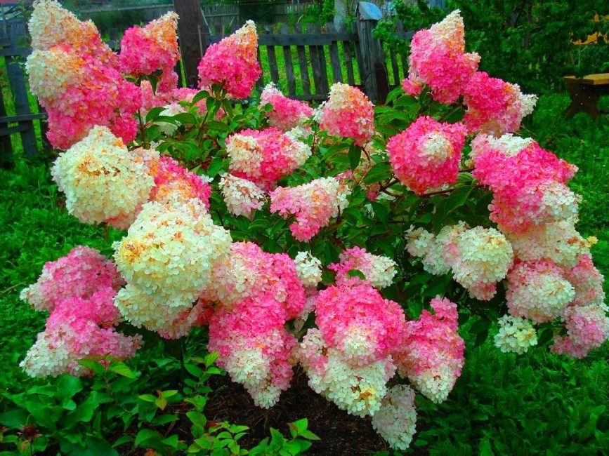 Hortensia Vanille Fraze