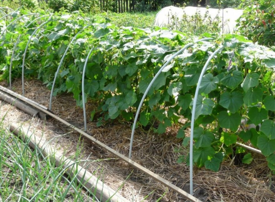 Concombres en plein champ sur des supports en forme d'arches