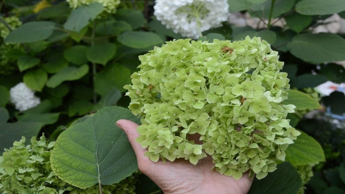 hortensia cendré