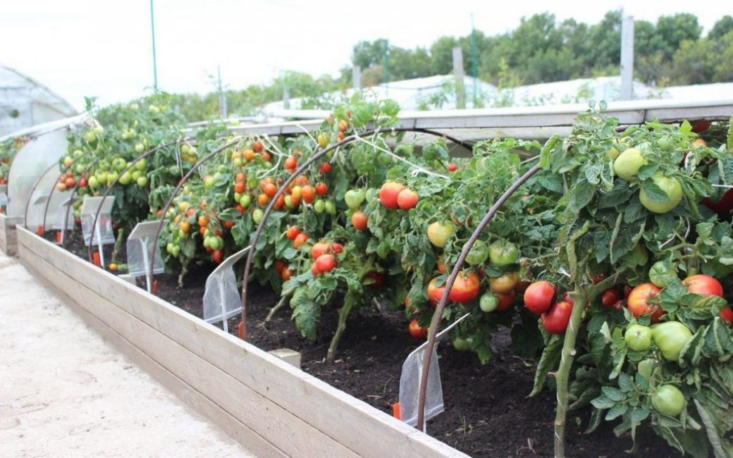 La tomate est l'un des prédécesseurs corrects des concombres et, en général, des cultures de citrouilles