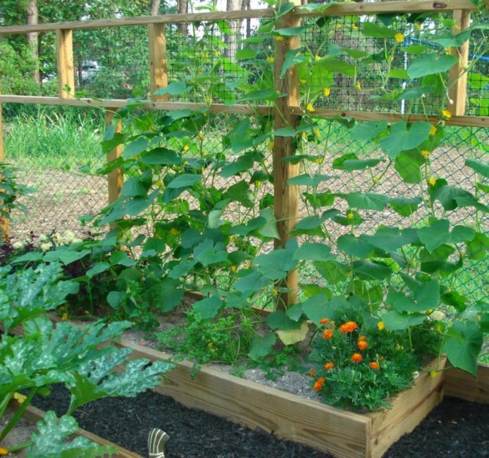 Lits surélevés - une garantie de conservation de la chaleur pour le système racinaire du concombre